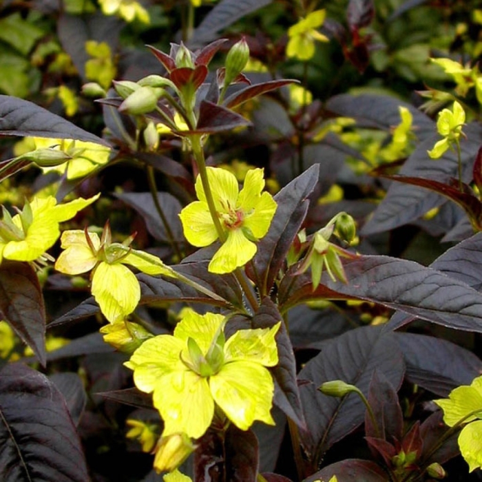 Вербейник реснитчатый