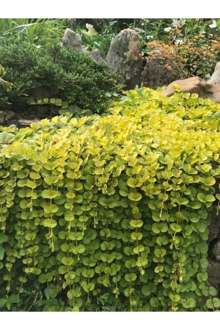 Вербейник монетчатый ауреа