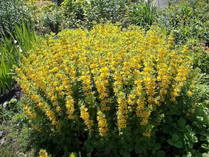 Вербейник точечный lysimachia punctata