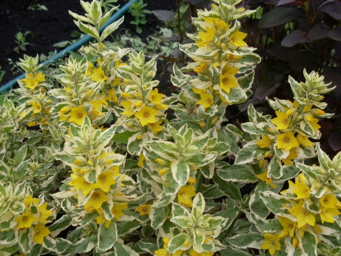 Вербейник точечный александр