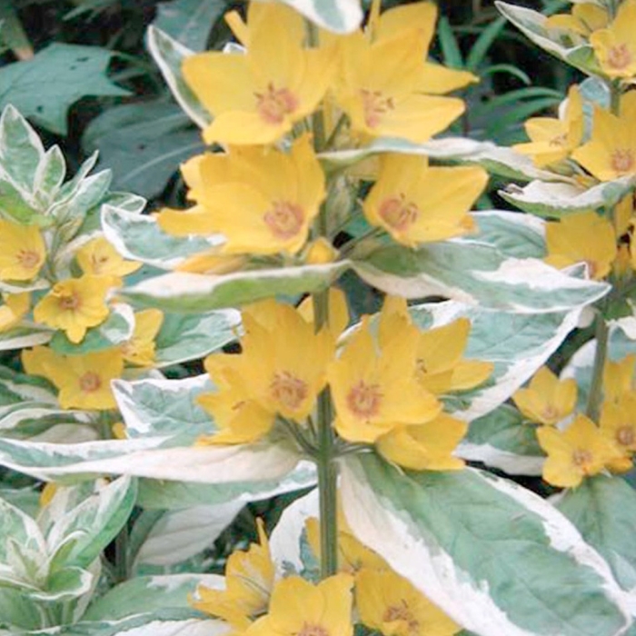 Вербейник alexander