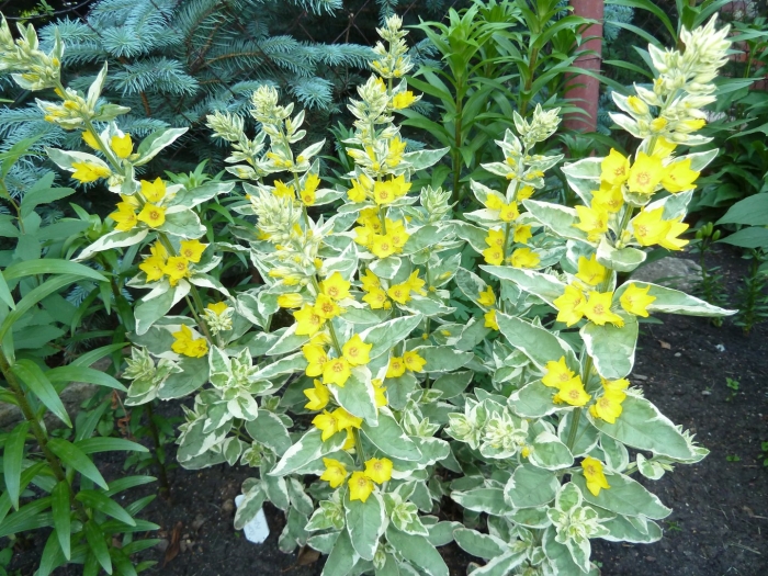 Вербейник вариегатный