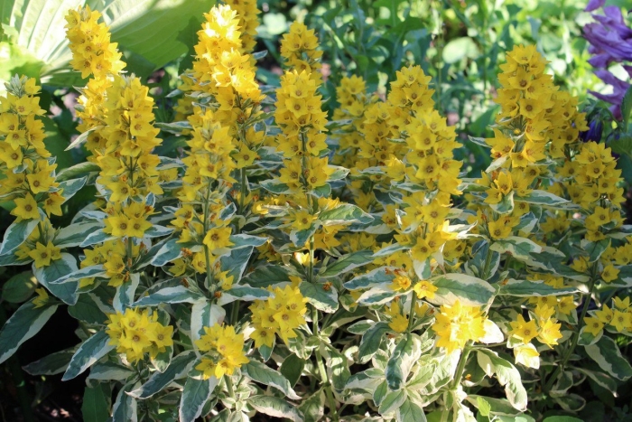 Вербейник точечный