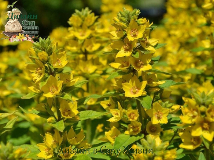 Вербейник златовласка