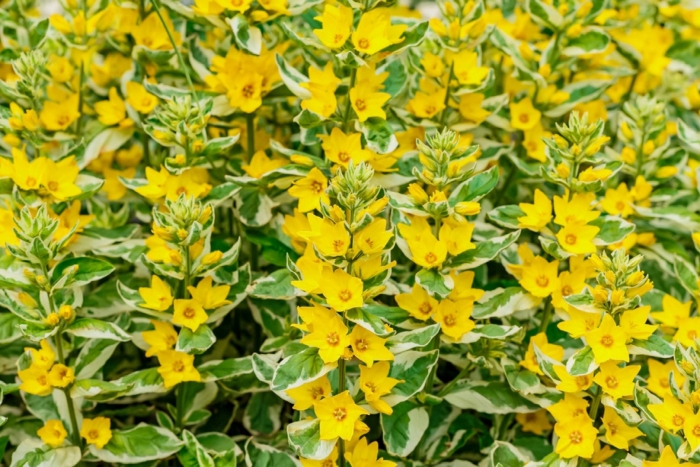 Lysimachia punctata