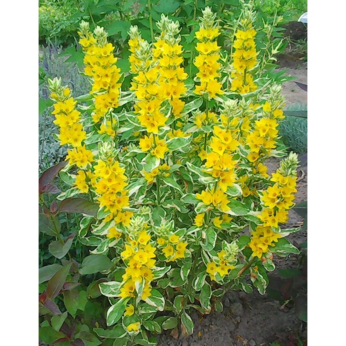 Вербейник точечный lysimachia punctata