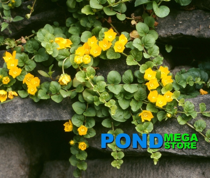 Вербейник монетчатый (lysimachia nummularia)