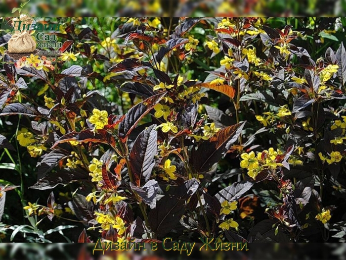 Вербейник firecracker