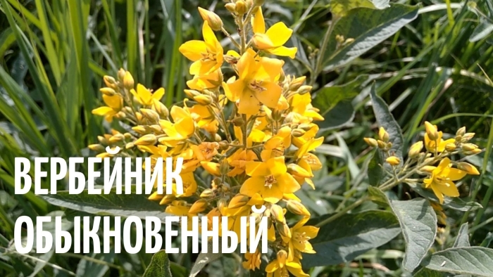 Вербейник эфемерум