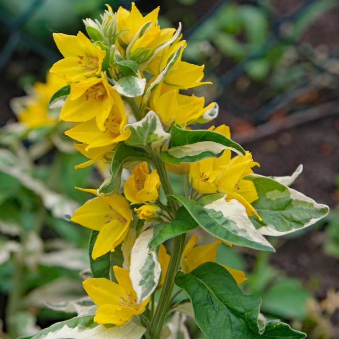 Вербейник златовласка