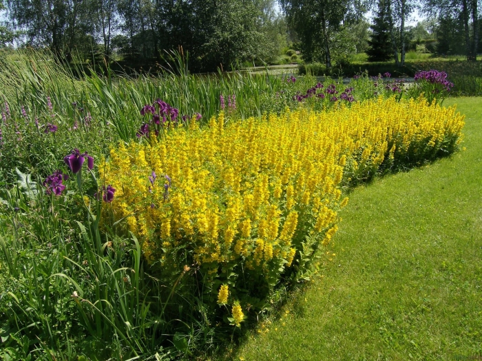 Вербейник желтый многолетник