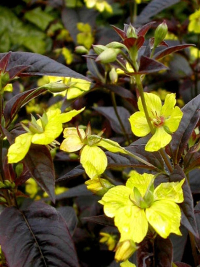 Вербейник реснитчатый firecracker
