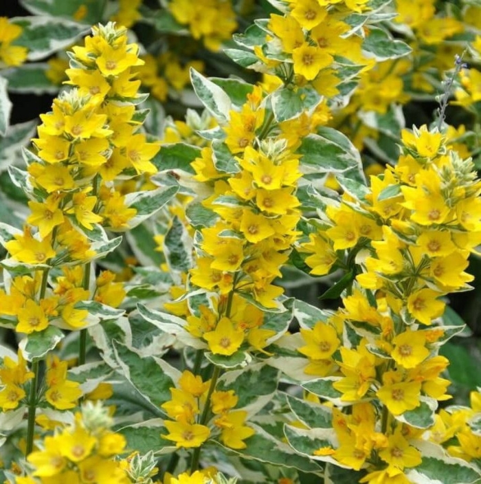 Вербейник точечный александр