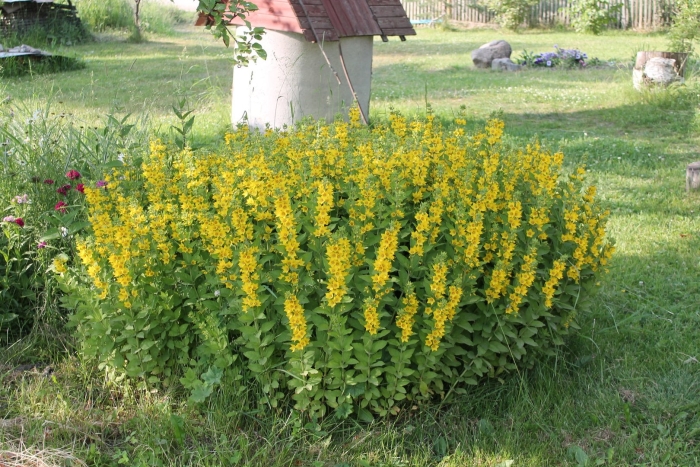 Вербейник точечный lysimachia punctata