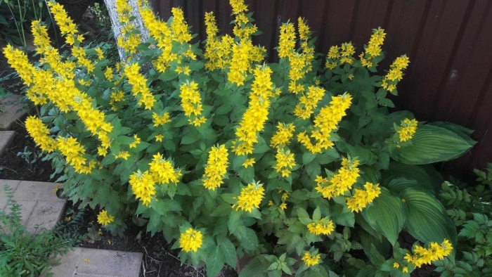 Цветок вербейник