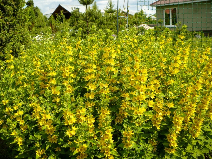 Вербейник точечный lysimachia punctata