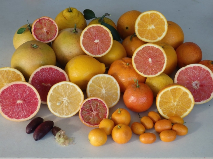 Апельсин мандарин лимон лайм грейпфрут и свити