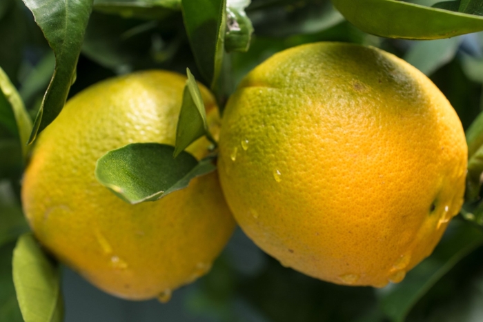 Мандарин танжерин зеленый