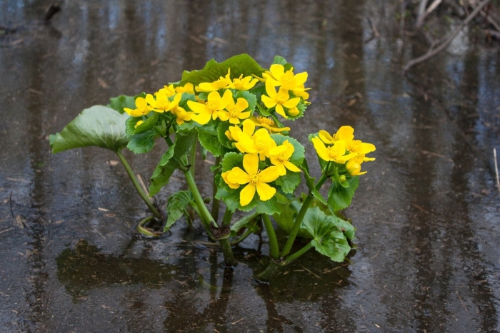 Калужница болотная (caltha palustris)