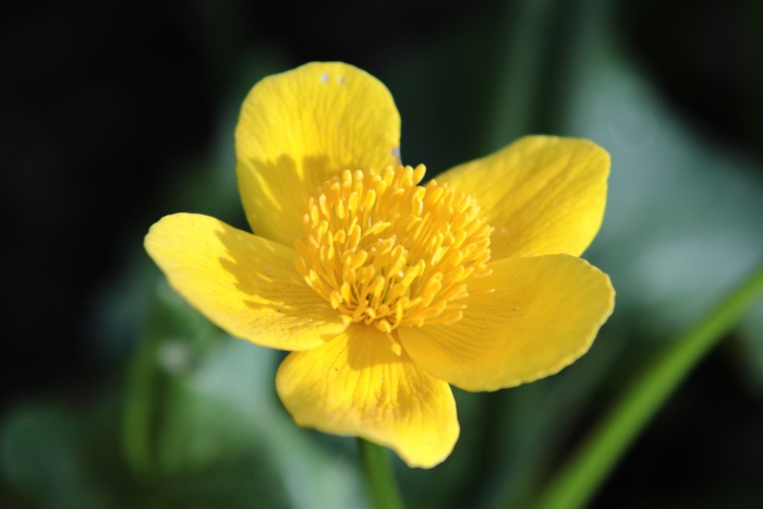 Калужница болотная alba