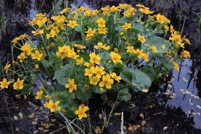 Калужница болотная гидрофит