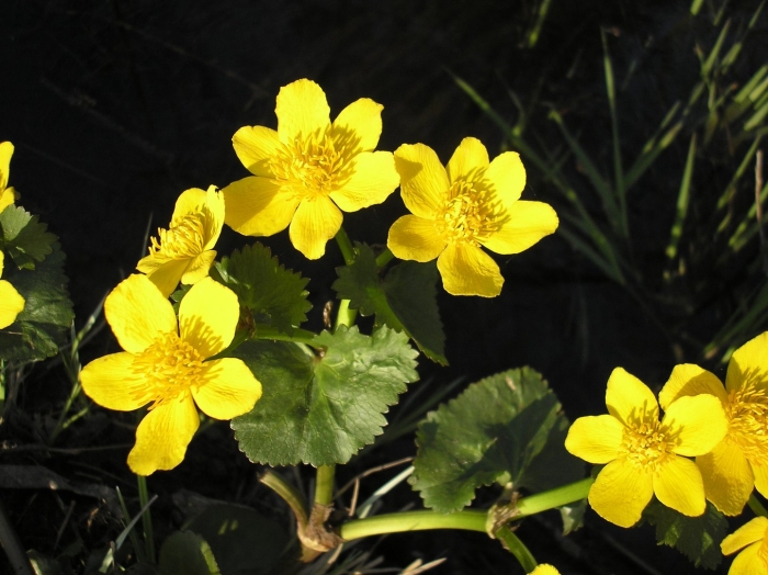 Caltha palustris