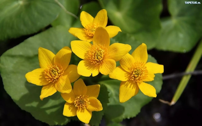 Caltha palustris