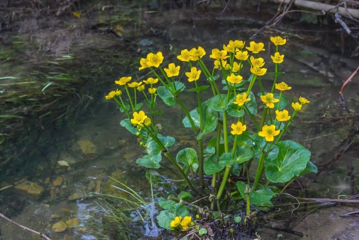 Первоцветы калужница болотная