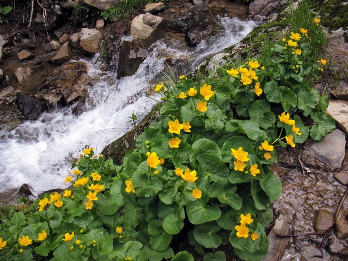 Цветет калужница болотная