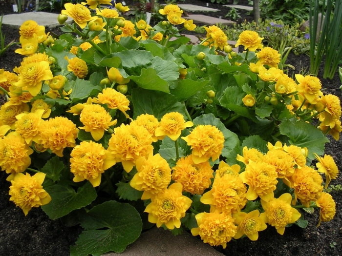 Калужница болотная махровая