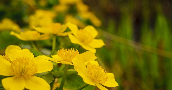 Калужница болотная брайт еллоу
