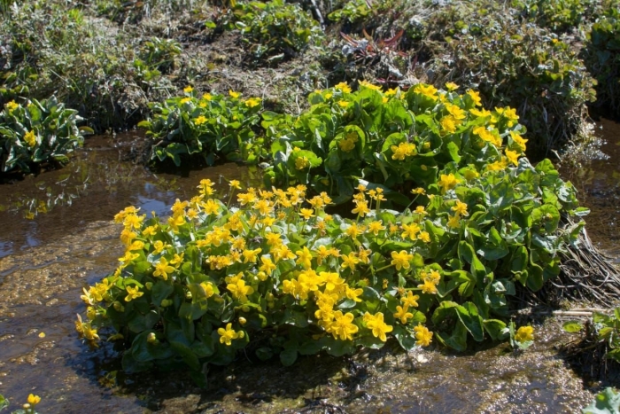 Caltha palustris