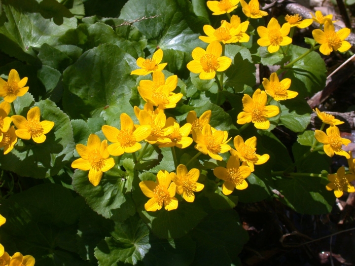 Caltha palustris