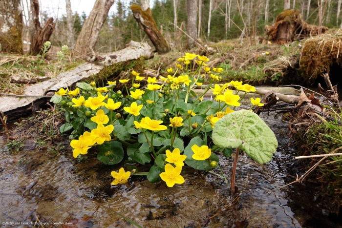 Калужница болотная брайт еллоу