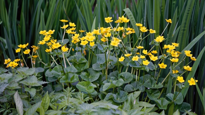 Caltha palustris