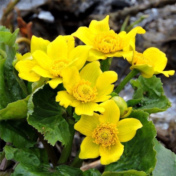 Калужница болотная растение