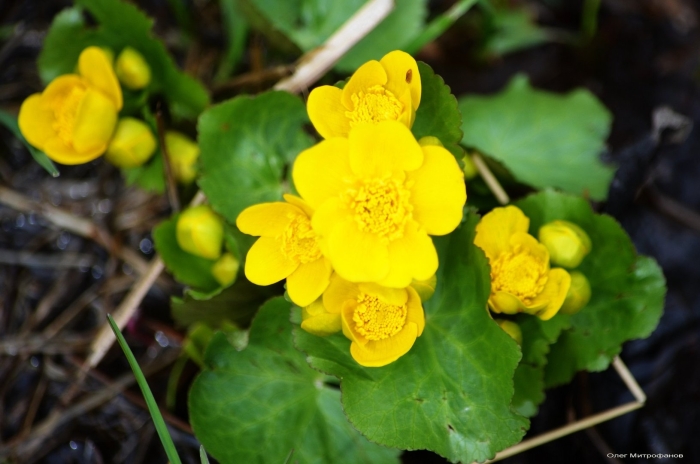 Калужница болотная брайт еллоу
