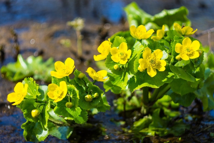 Калужница caltha palustris