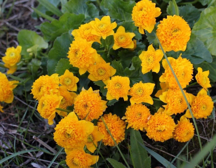 Калужница болотная multiplex