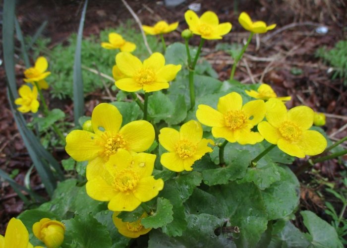 Caltha palustris