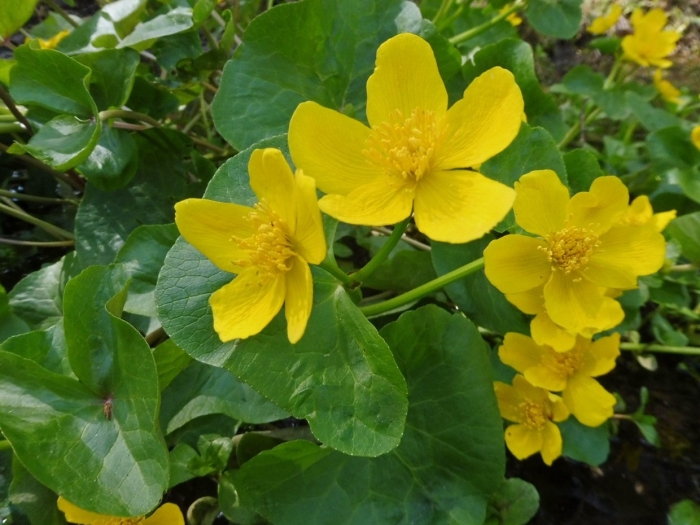 Калужница caltha palustris