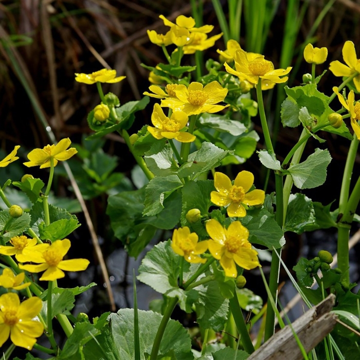 Калужница болотная гидрофит