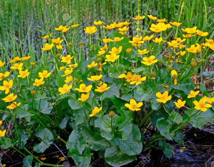 Калужница (caltha)