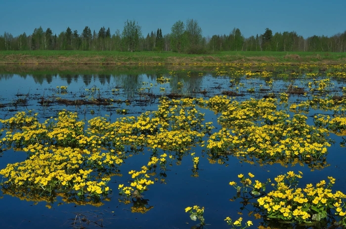 Калужница весенняя