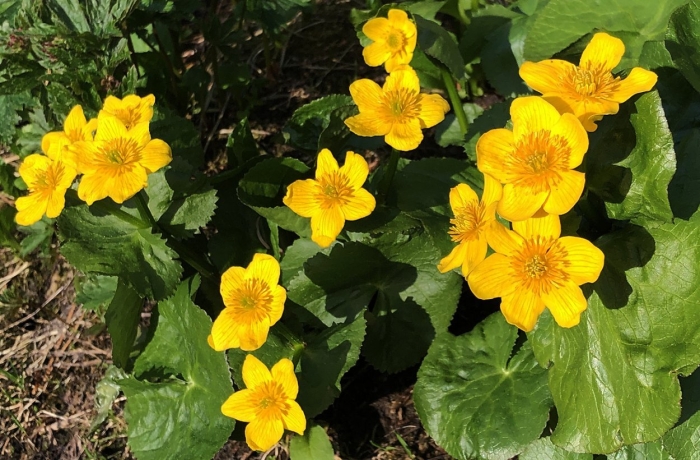 Калужница caltha palustris