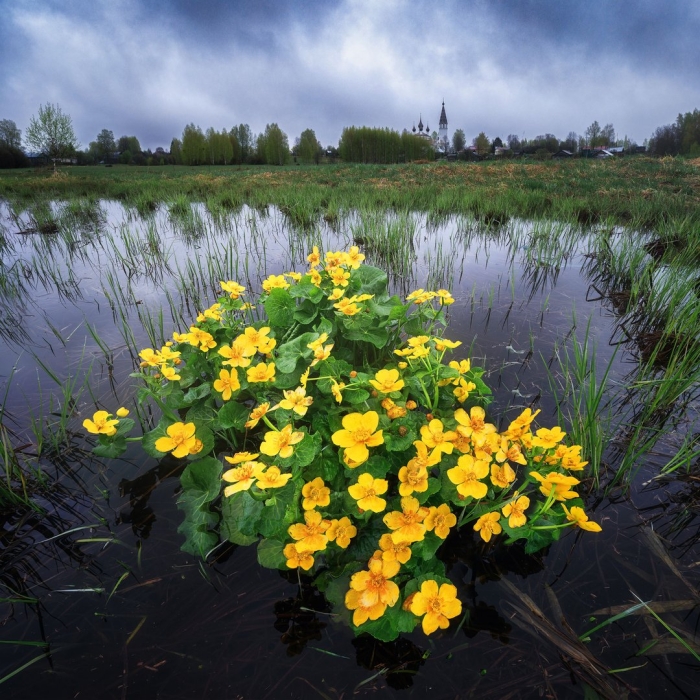 Калужница растение