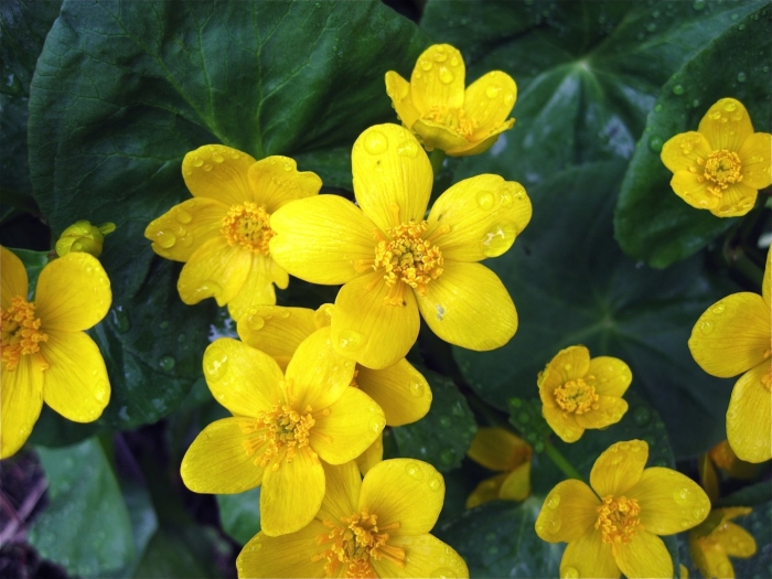 Калужница caltha palustris
