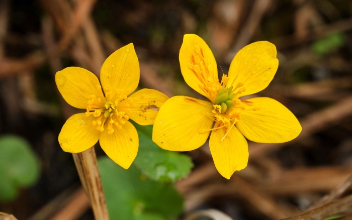 Калужница арктическая
