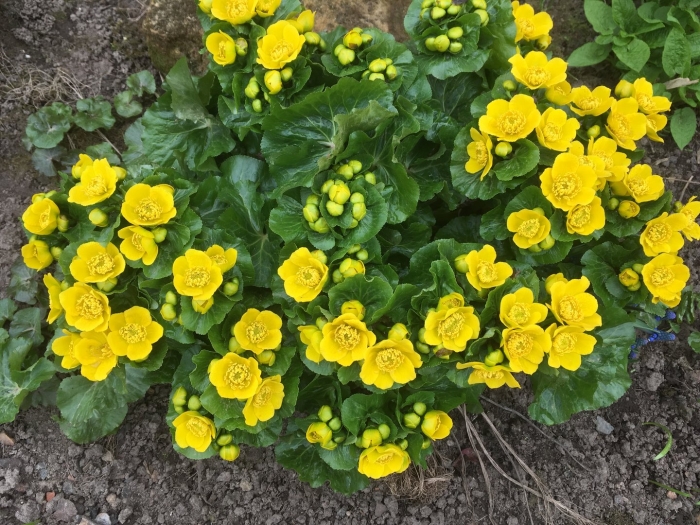 Калужница болотная “auenwald”