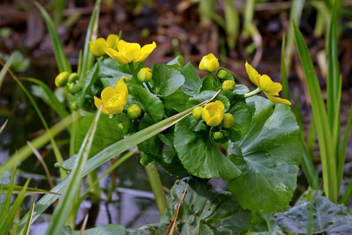 Калужница болотная плод